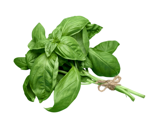 Basil