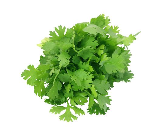 Coriander
