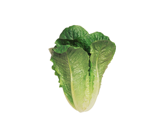 Cos Lettuce