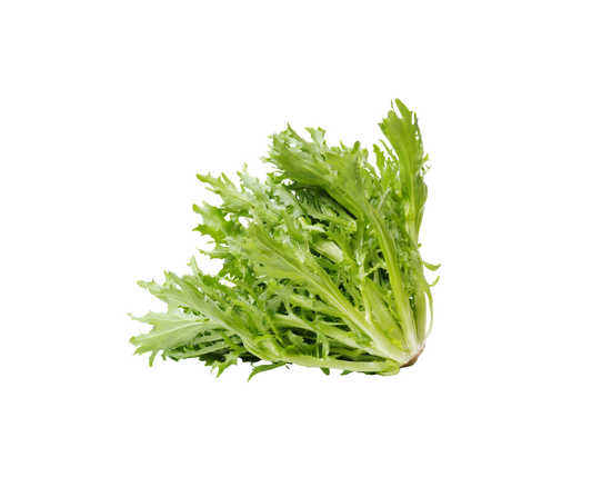 Curly Endive Green Lettuce