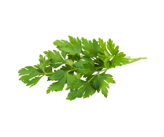 Flat Parsley