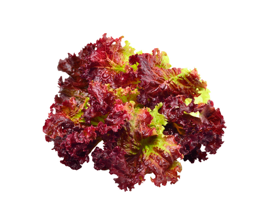 Lollo Rosso Lettuce