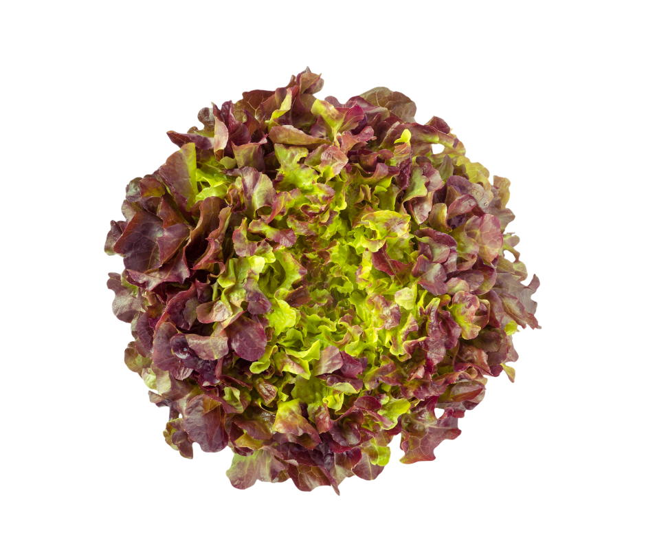 Oakleaf Lettuce