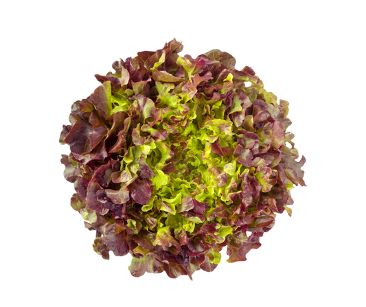 Oakleaf Lettuce