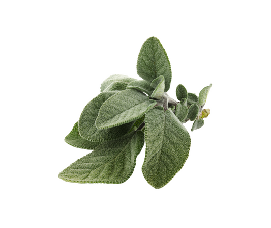 Sage