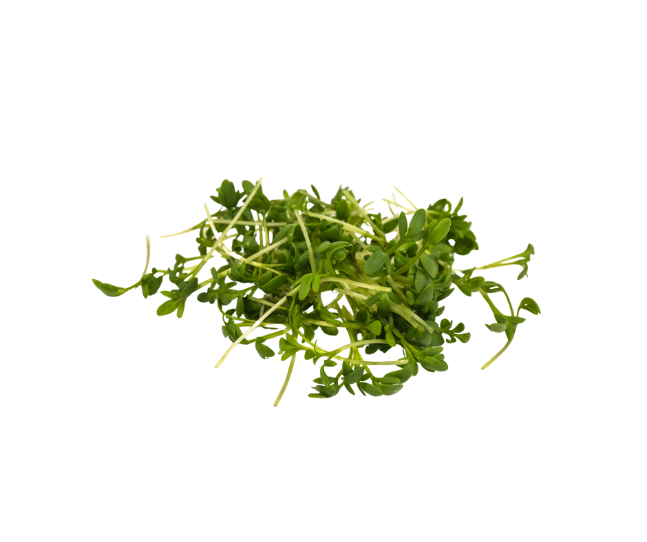 Bunch of fresh green cress on a white background